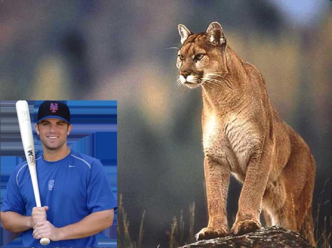 david-wright-cougar