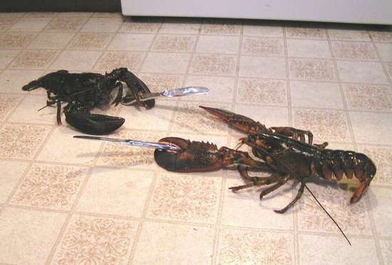 lobster-knife-fight